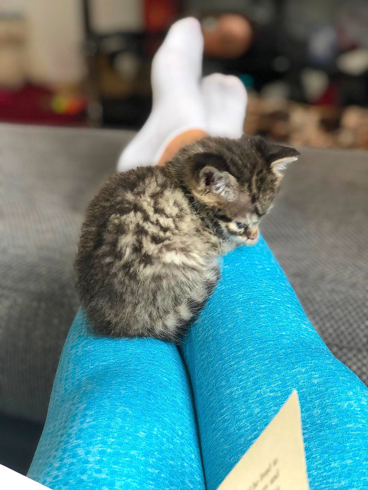 Arie joined the competition — help win amazing prizes! american_shorthair, asian, carnivore, cat, domestic_short_haired_cat, dragon_li, european_shorthair, felidae, kitten, norwegian_forest_cat, small_to_medium_sized_cats, tabby_cat, tail, whiskers