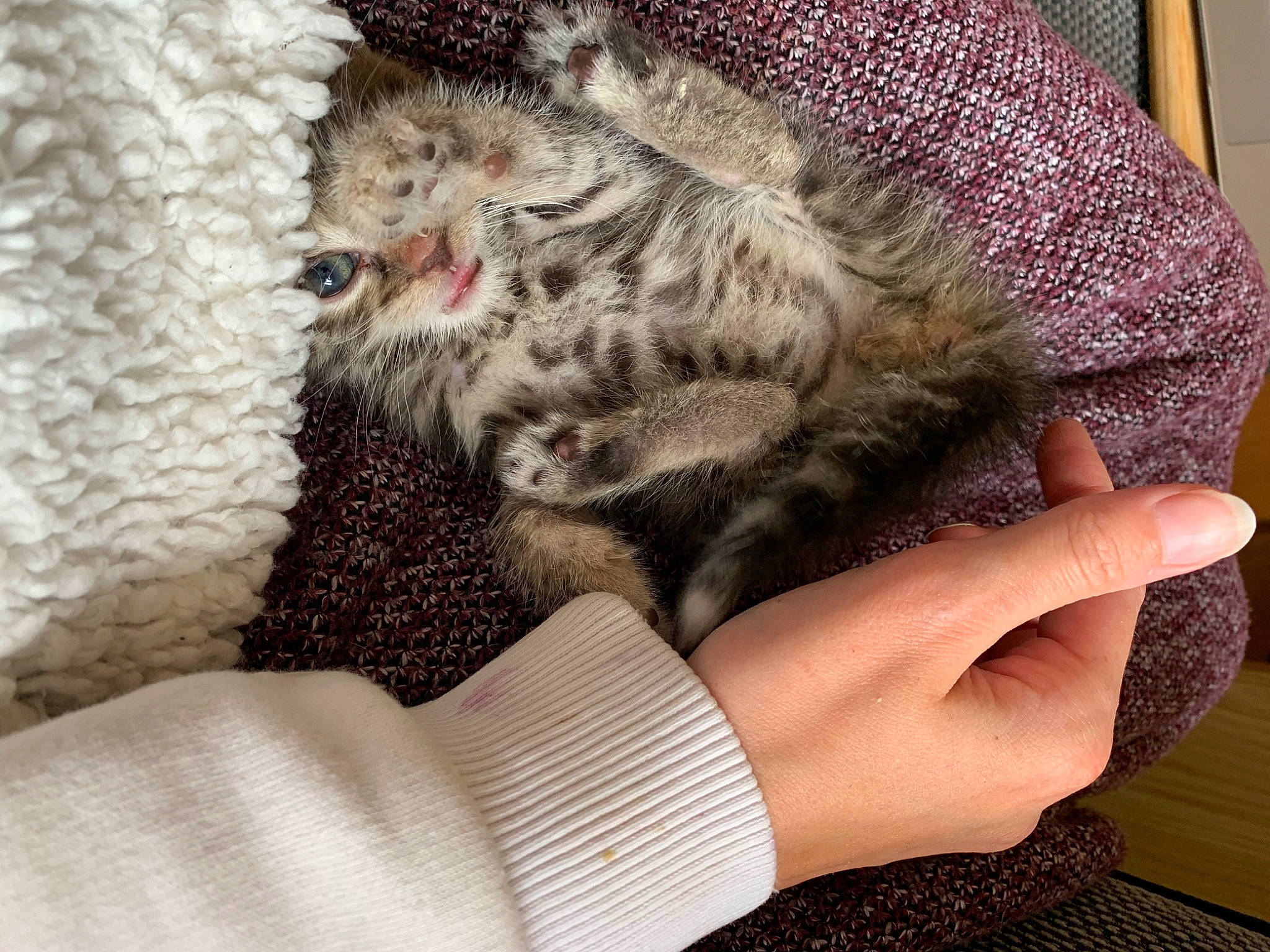 Arie is registered to the contest to win money with this photo: american_shorthair, carnivore, cat, claw, dragon_li, ear, egyptian_mau, european_shorthair, felidae, finger, fur, hand, kitten, nail, pixie_bob, sleep, small_to_medium_sized_cats, tabby_cat, whiskers, wool