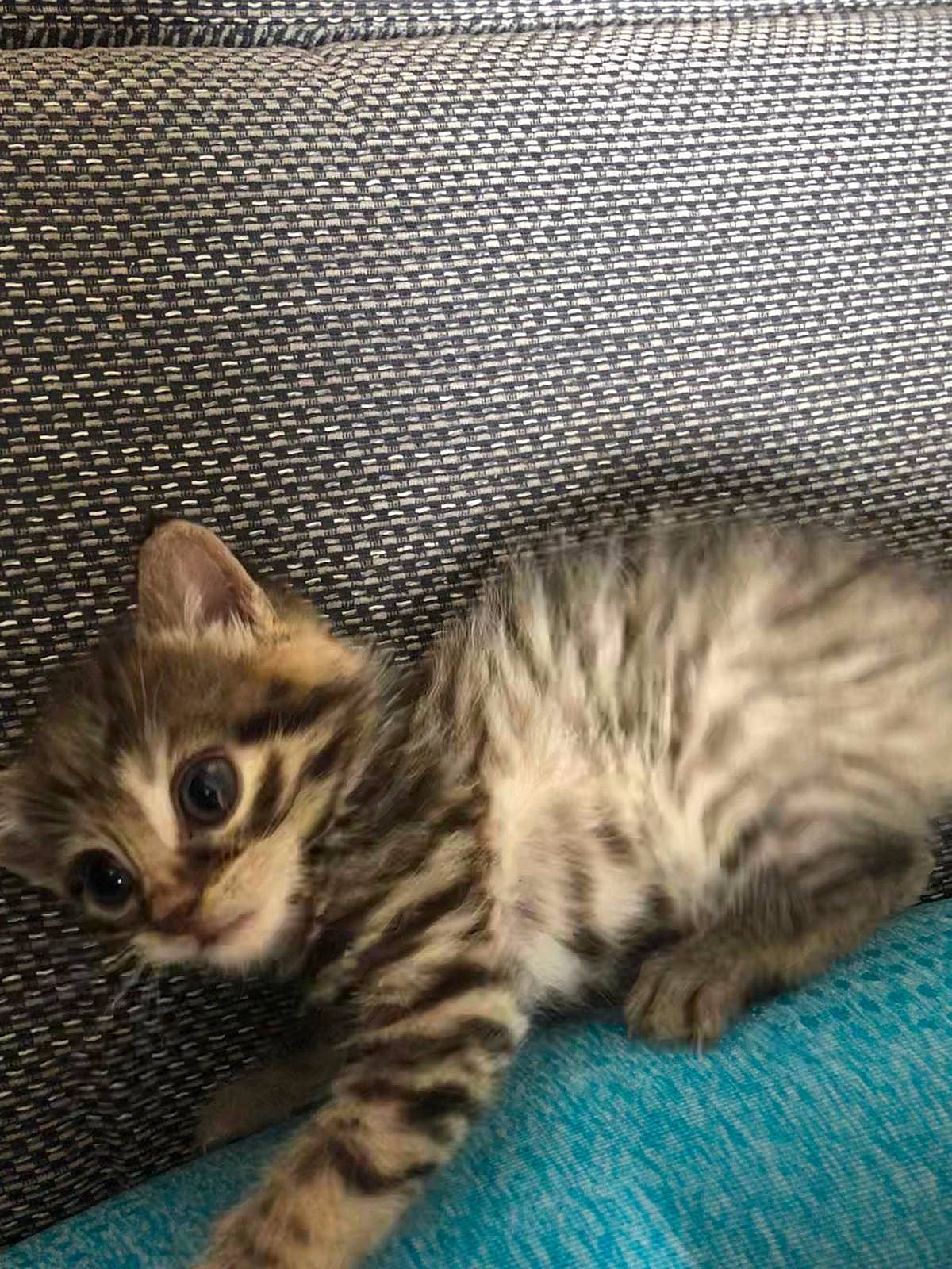 Arie is registered to the contest to win money with this photo: american_shorthair, asian, bengal, california_spangled, carnivore, cat, domestic_short_haired_cat, dragon_li, egyptian_mau, european_shorthair, felidae, kitten, mammal, ocicat, pixie_bob, small_to_medium_sized_cats, tabby_cat, toyger, vertebrate, whiskers