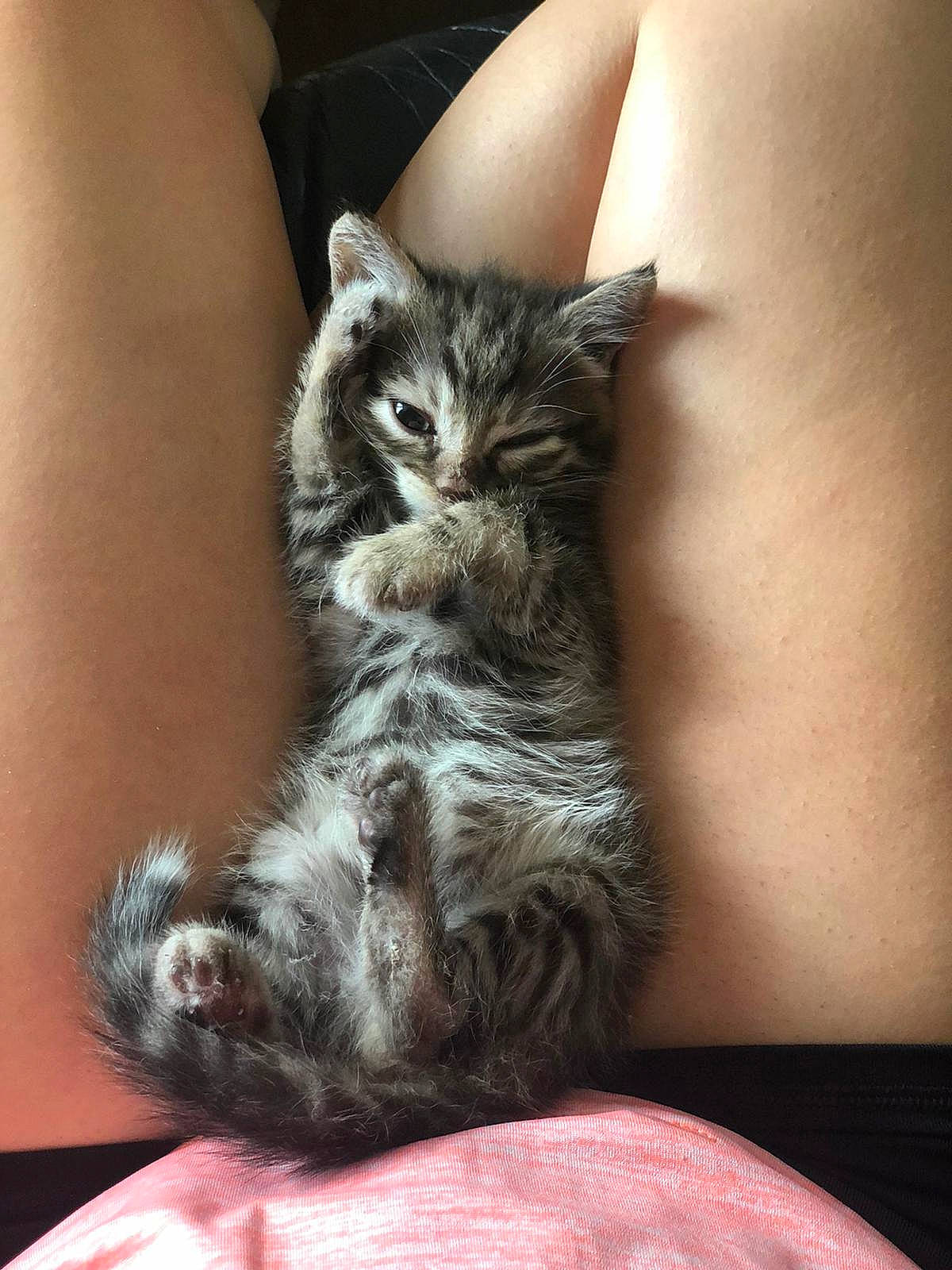 Arie joined the competition — help win amazing prizes! american_shorthair, asian, british_semi_longhair, carnivore, cat, domestic_long_haired_cat, domestic_short_haired_cat, dragon_li, european_shorthair, felidae, fur, kitten, leg, mammal, norwegian_forest_cat, skin, small_to_medium_sized_cats, tabby_cat, vertebrate, whiskers