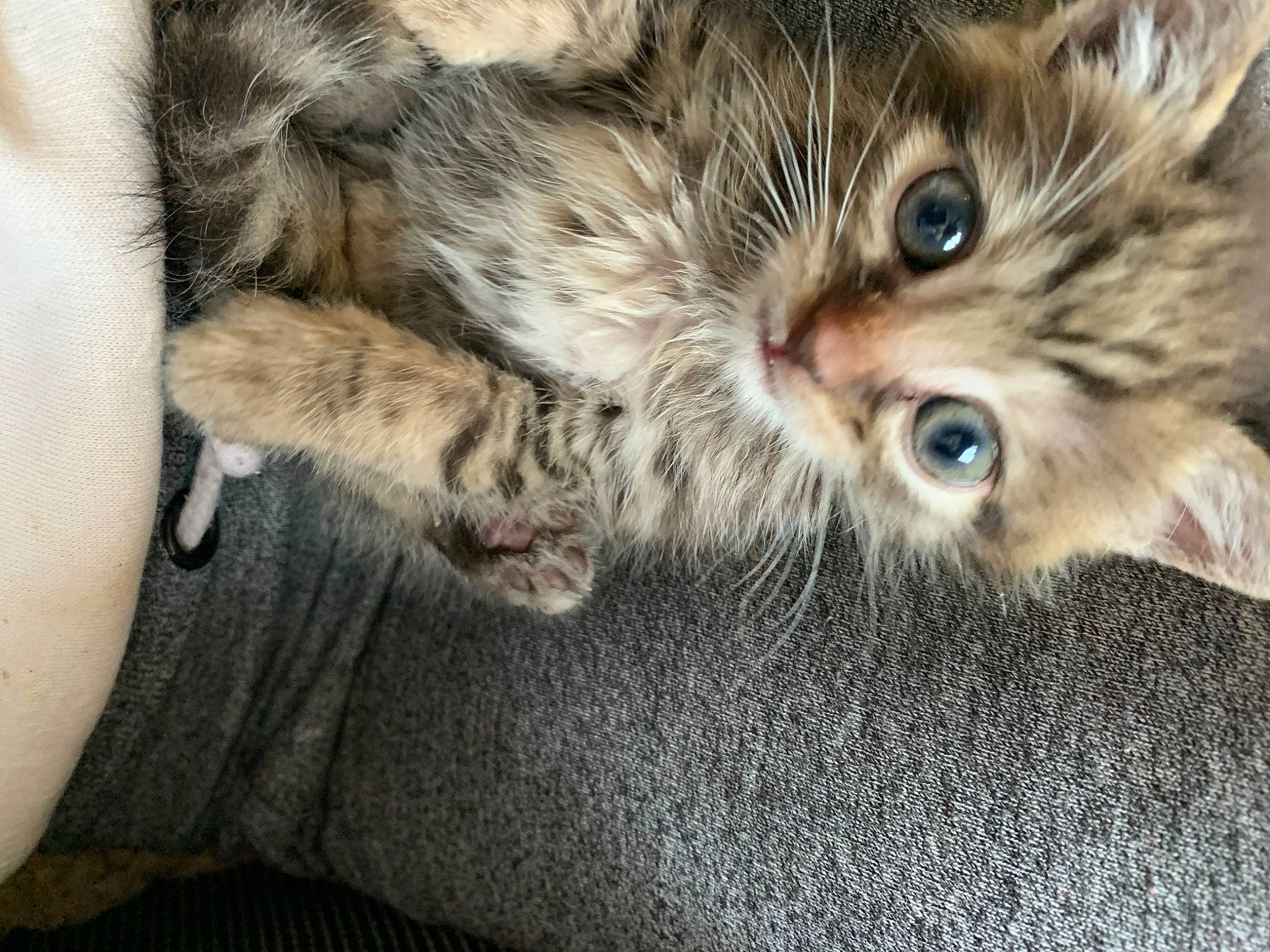 Arie joined the competition — help win amazing prizes! asian, british_semi_longhair, carnivore, cat, close_up, domestic_short_haired_cat, dragon_li, european_shorthair, eye, felidae, fur, kitten, mammal, norwegian_forest_cat, pixie_bob, polydactyl_cat, siberian, small_to_medium_sized_cats, tabby_cat, whiskers