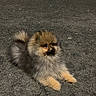 dog, puppy, pomeranian, fluffy, small_dog, brown, golden, fur, outdoor, pavement, asphalt, sitting, lying_down, portrait, pet, canine, tail, paws, face, cute