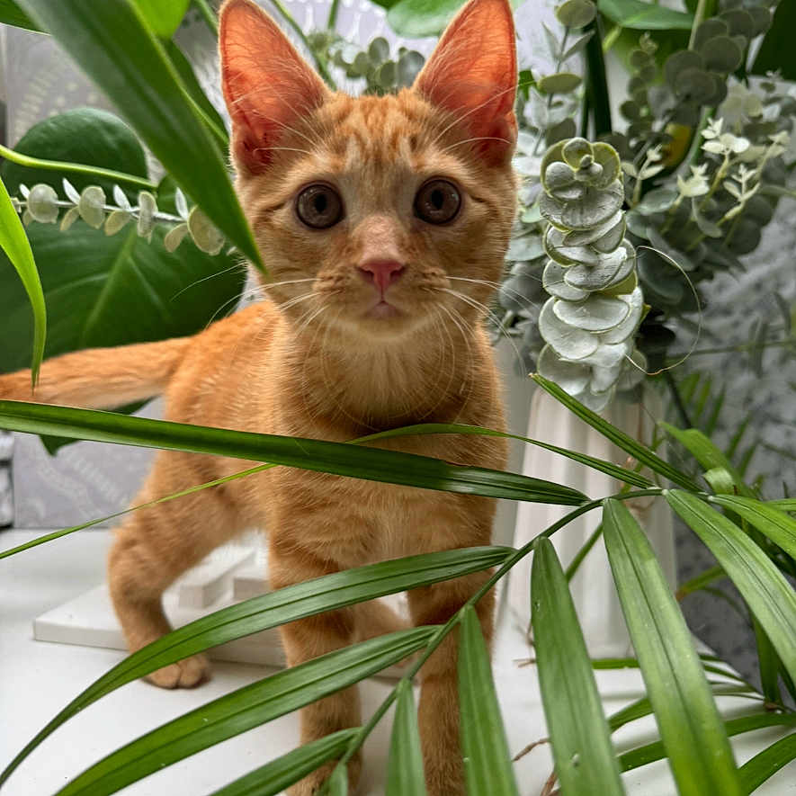 Simba-Roo joined the competition — help win amazing prizes! abyssinian, animal, cat, flower, kitten, leaf, manx, pet, plant, pottedplant, siamese