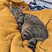 Myrtille a rejoint le concours — aidez-le/la à gagner de superbes lots ! cat, tabby_cat, blanket, bed, striped_fur, cozy, sleepy, fur, pet, domestic_animal, mustard_color, comfort, indoor, resting, soft_texture, tail, animal, cute, relaxing, feline