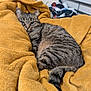 cat, tabby_cat, blanket, bed, striped_fur, cozy, sleepy, fur, pet, domestic_animal, mustard_color, comfort, indoor, resting, soft_texture, tail, animal, cute, relaxing, feline