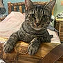animal, bedroom, cat, close_up, cozy, curious, domestic_animal, ears, face, feline, furniture, green_eyes, indoor, paws, pet, relaxed, resting, tabby_cat, whiskers, wood