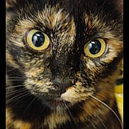 Plume a rejoint le concours — aidez-le/la à gagner de superbes lots ! cat, tortoiseshell_cat, close_up, yellow_eyes, feline, whiskers, fur, pet, animal, curious, face, portrait, indoor, mammal, cute, looking, eyes, closeup, domestic_cat, whisker