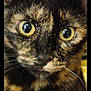 cat, tortoiseshell_cat, close_up, yellow_eyes, feline, whiskers, fur, pet, animal, curious, face, portrait, indoor, mammal, cute, looking, eyes, closeup, domestic_cat, whisker