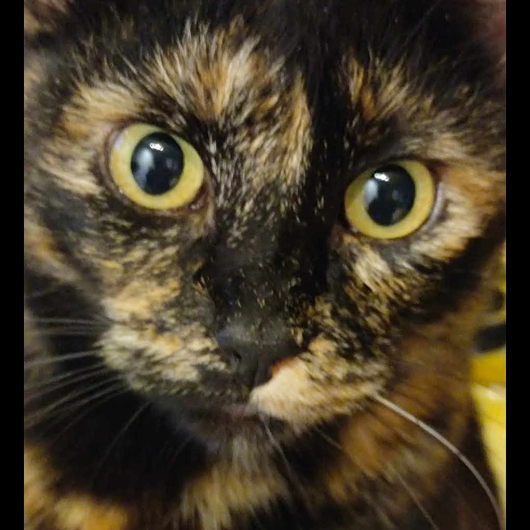 Plume a rejoint le concours — aidez-le/la à gagner de superbes lots ! animal, cat, close_up, closeup, curious, cute, domestic_cat, eyes, face, feline, fur, indoor, looking, mammal, pet, portrait, tortoiseshell_cat, whisker, whiskers, yellow_eyes