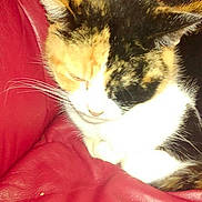 Chipie a rejoint le concours — aidez-le/la à gagner de superbes lots !