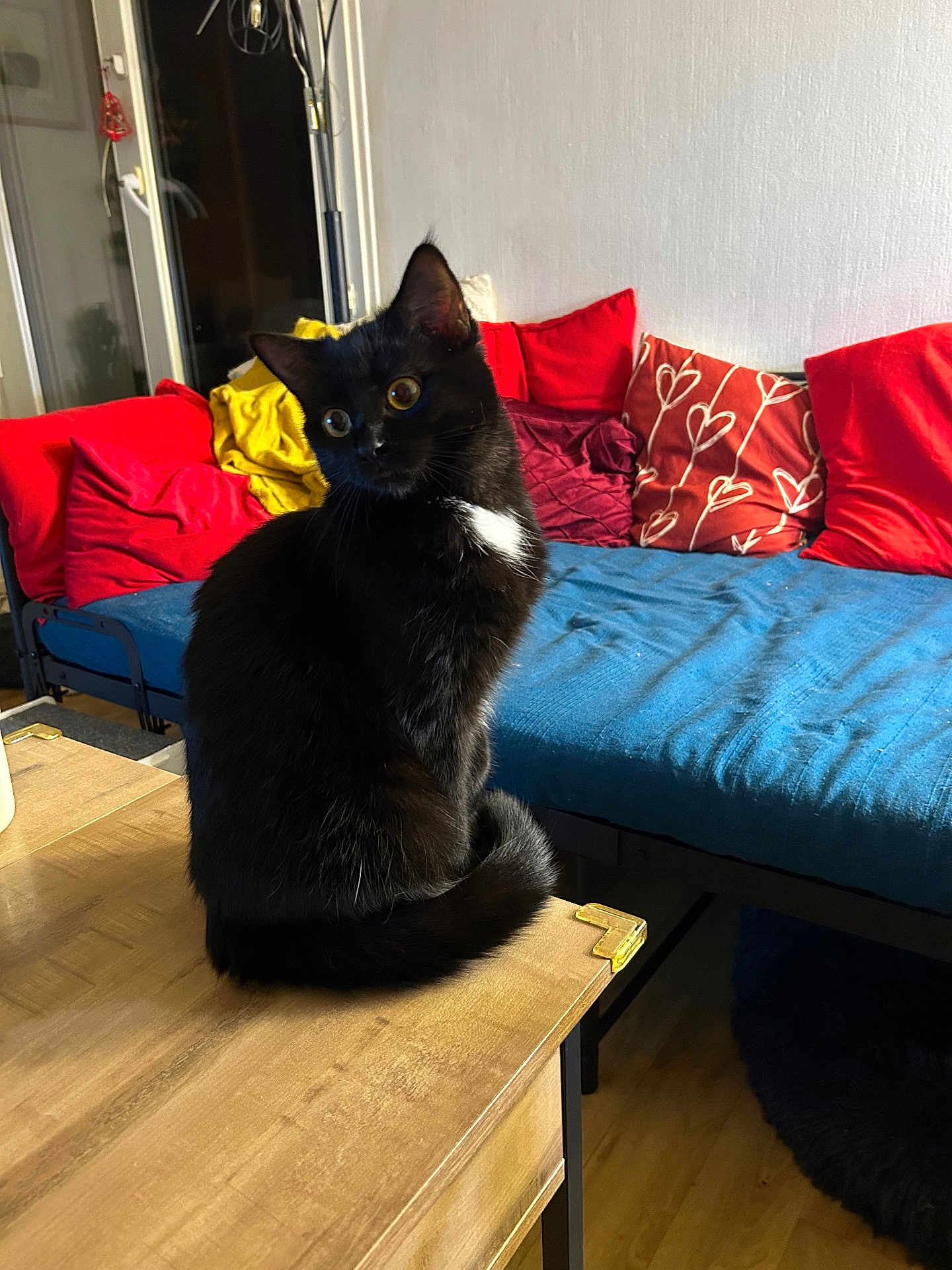 Ambre participe au concours pour gagner de l'argent avec cette photo : cat, black_cat, indoor, table, couch, pillows, red_pillows, blue_couch, wooden_table, pet, feline, curious, sitting, home, living_room, cozy, fur, whiskers, animal, domestic_animal