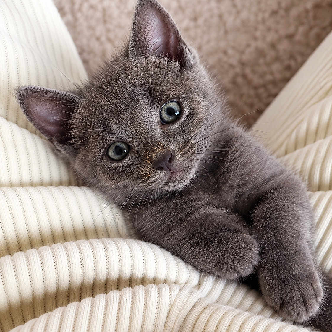 Dahia a rejoint le concours — aidez-le/la à gagner de superbes lots ! animal, blue_eyes, cat, close_up, cozy, cuddly, cute, ears, fur, gray_cat, indoors, kitten, knitwear, paws, pet, portrait, relaxed, soft_lighting, sweater, whiskers
