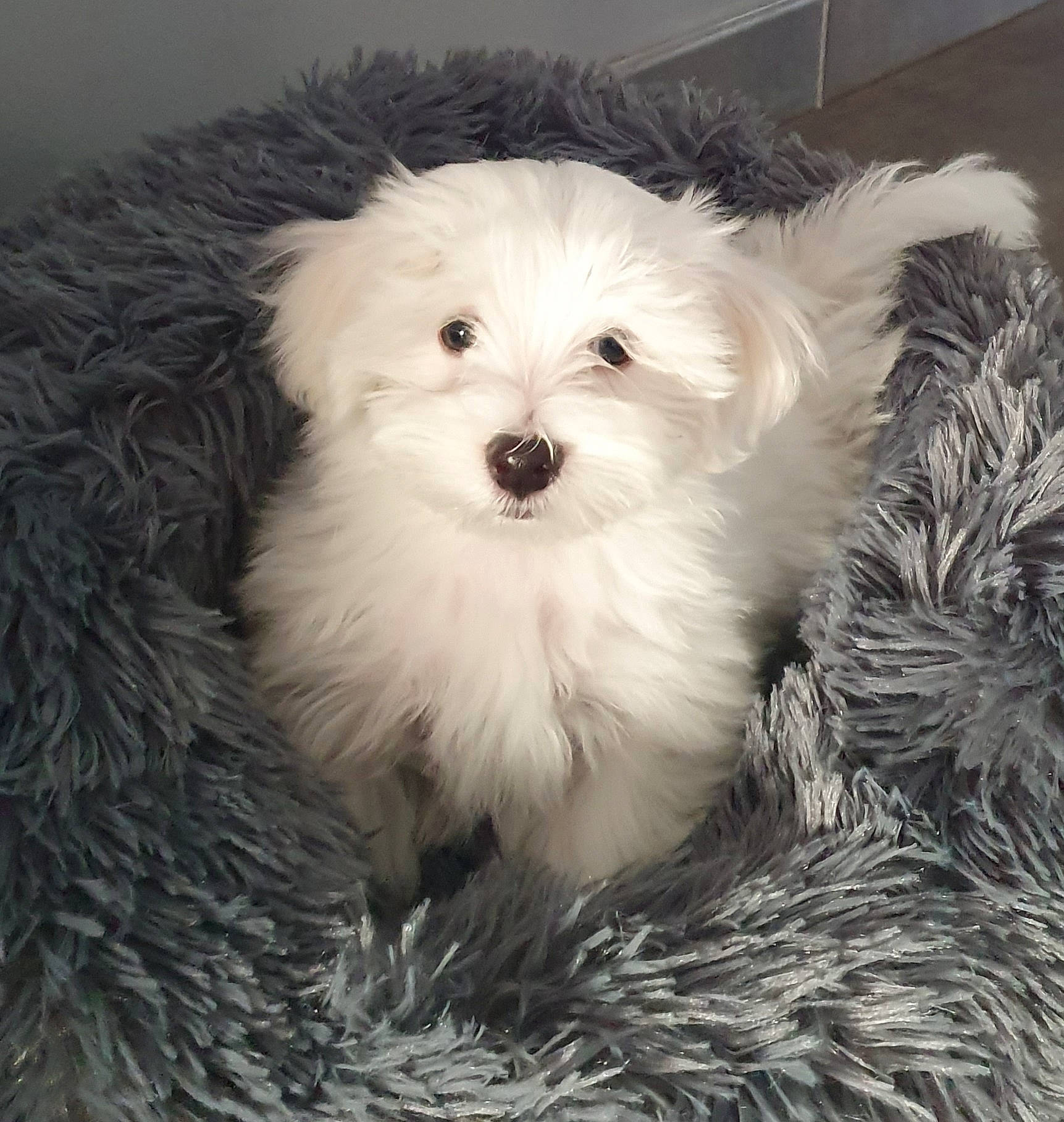 Sharly participe au concours pour gagner de l'argent avec cette photo : canidae, carnivore, companion_dog, dog, dog_breed, eye, fur, head, mal_shi, maltepoo, plant, puppy, shih_poo, small_terrier, snout, sporting_group, terrier, toy_dog, whiskers, working_animal