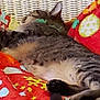 Sunny joined the competition — help win amazing prizes! abyssinian, animal, bed, blanket, canine, cat, couch, cushion, dog, egyptiancat, furniture, homedecor, kitten, person, pet, plant, pottedplant, quilt, siamese, sleeping