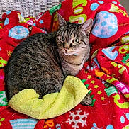 Sunny joined the competition — help win amazing prizes! abyssinian, animal, blanket, cat, furniture, homedecor, kitten, person, pet, quilt, sleeping, towel