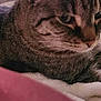 Sunny is registered to the contest to win money with this photo: abyssinian, animal, blanket, cat, couch, egyptiancat, furniture, kitten, manx, ocelot, person, pet, sleeping