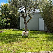 Aïko a rejoint le concours — aidez-le/la à gagner de superbes lots ! animal, backyard, bamboo, blue_sky, clouds, dog, door, fluffy_dog, garden, grass, greenery, lawn, outdoor, pet, plants, shed, standing, sunny, tree, wooden_deck