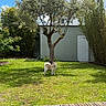 animal, backyard, bamboo, blue_sky, clouds, dog, door, fluffy_dog, garden, grass, greenery, lawn, outdoor, pet, plants, shed, standing, sunny, tree, wooden_deck