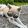 Aïko participe au concours pour gagner de l'argent avec cette photo : animal, close_up, cute, dog, ears, fashionable, fluffy, funny, garden, gravel, greenery, leash, lying_down, outdoors, pavement, pet, portrait, puppy, sunglasses, white_fur