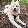 Aïko participe au concours pour gagner de l'argent avec cette photo : animal, closeup, dog, fluffy, forest, happy, harness, leash, lying_down, nature, open_mouth, outdoor, pet, portrait, puppy, sitting, smiling, trail, white_fur, woodland