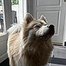 animal, close_up, cream_fur, dog, doorway, ears, eyes, floor, fluffy, home, indoor, long_hair, nose, pet, photography, portrait, snout, sunlight, white_fur, window