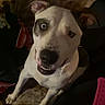 Saskue is registered to the contest to win money with this photo: dog, pet, indoor, animal, white, black, fur, eyes, face, expression, looking_up, cozy, blanket, couch, paw, seated, canine, companion, domestic, cute