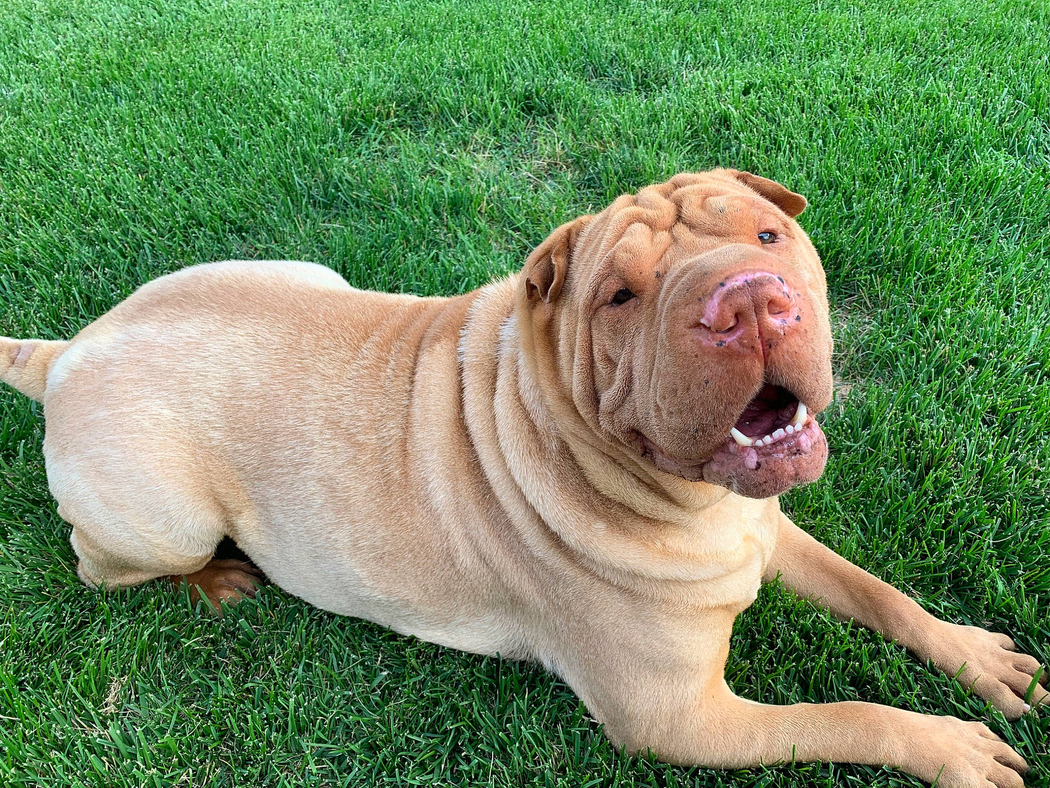 Elton is registered to the contest to win money with this photo: ancient_dog_breeds, canidae, carnivore, companion_dog, dog, dog_breed, dogue_de_bordeaux, fawn, grass, korean_mastiff, mammal, molosser, neapolitan_mastiff, non_sporting_group, ori_pei, shar_pei, vertebrate, wrinkle