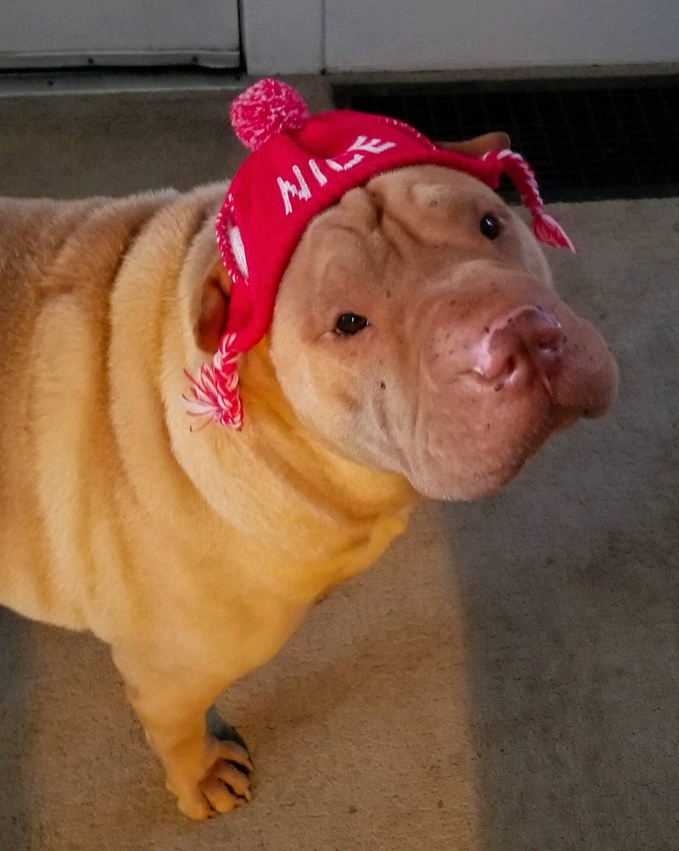 Elton is registered to the contest to win money with this photo: canidae, carnivore, companion_dog, dog, dog_breed, dogue_de_bordeaux, fawn, korean_mastiff, mammal, non_sporting_group, nose, old_english_bulldog, olde_english_bulldogge, ori_pei, pink, shar_pei, skin, snout, vertebrate, wrinkle