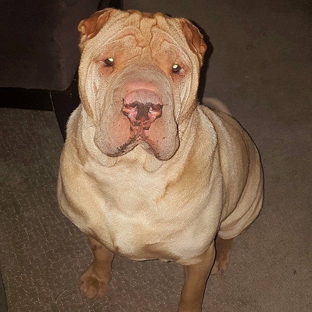Elton joined the competition — help win amazing prizes! ancient_dog_breeds, canidae, carnivore, dog, dog_breed, fawn, korean_mastiff, mammal, molosser, non_sporting_group, nose, old_english_bulldog, ori_pei, rare_breed_dog, shar_pei, skin, snout, vertebrate, wrinkle