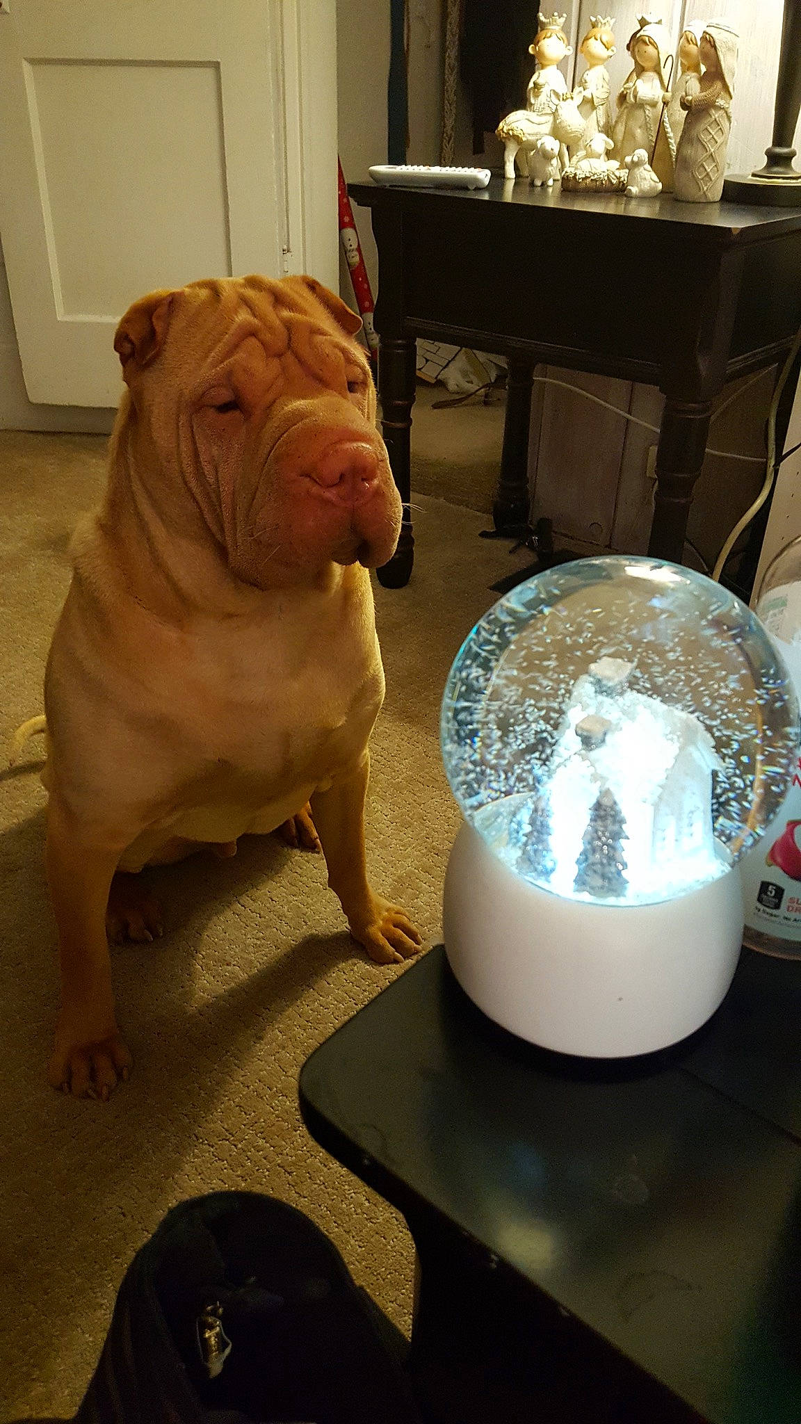 Elton is registered to the contest to win money with this photo: american_bulldog, bulldog, canidae, carnivore, companion_dog, dog, dog_breed, fawn, mammal, molosser, non_sporting_group, old_english_bulldog, olde_english_bulldogge, ori_pei, shar_pei, wrinkle