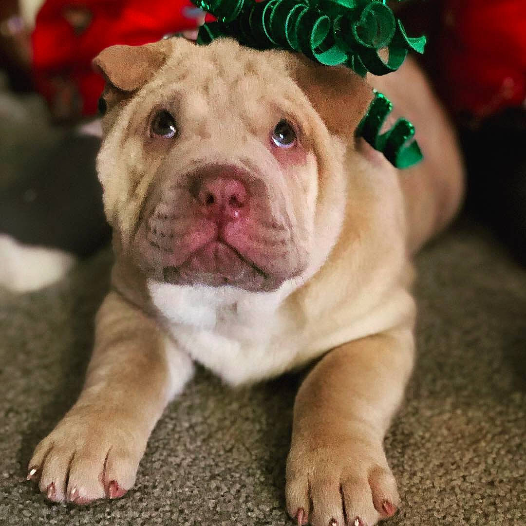 Violet joined the competition — help win amazing prizes! ancient_dog_breeds, australian_bulldog, bulldog, canidae, carnivore, companion_dog, dog, dog_breed, fawn, mammal, non_sporting_group, ori_pei, puppy, puppy_love, rare_breed_dog, skin, sporting_group, toy_bulldog, vertebrate, wrinkle