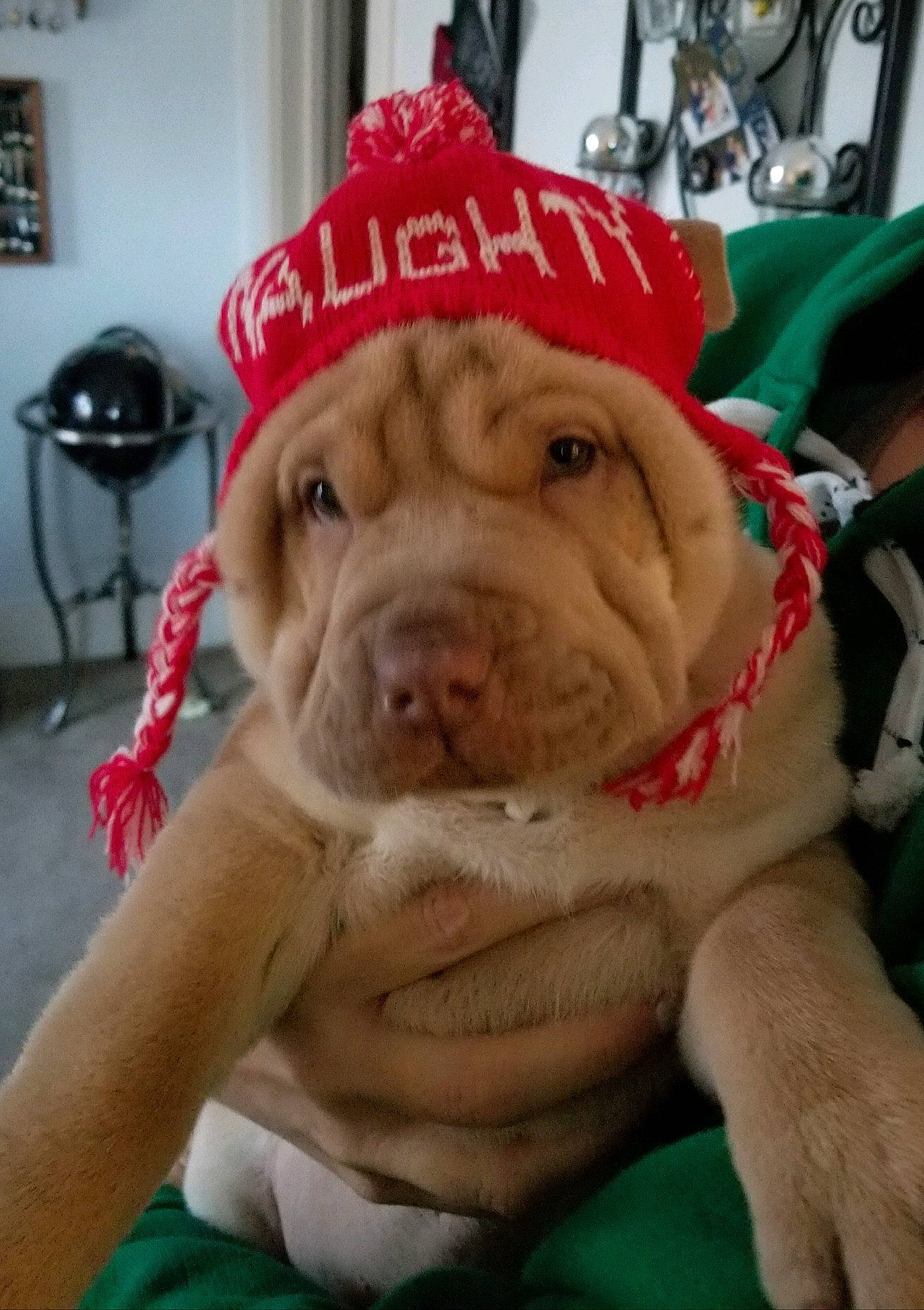 Violet is registered to the contest to win money with this photo: canidae, carnivore, companion_dog, dog, dog_breed, fawn, mammal, molosser, non_sporting_group, ori_pei, puppy, shar_pei, skin, snout, sporting_group, vertebrate, wrinkle