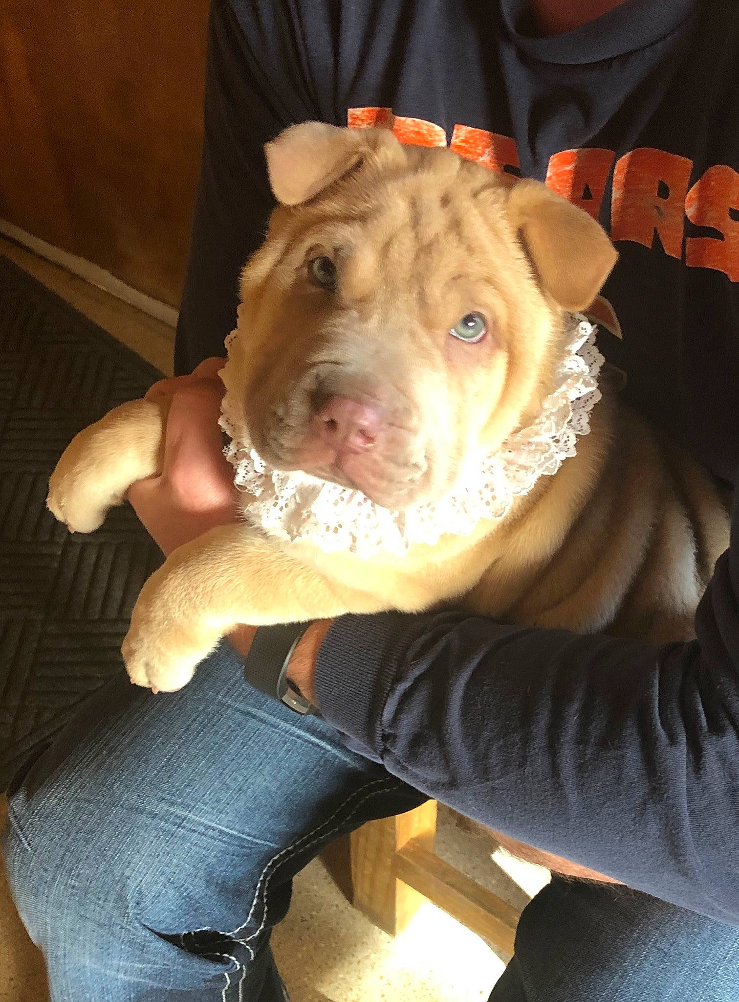 Violet is registered to the contest to win money with this photo: american_pit_bull_terrier, american_staffordshire_terrier, canidae, carnivore, dog, dog_breed, fawn, mammal, non_sporting_group, pit_bull, shar_pei, snout