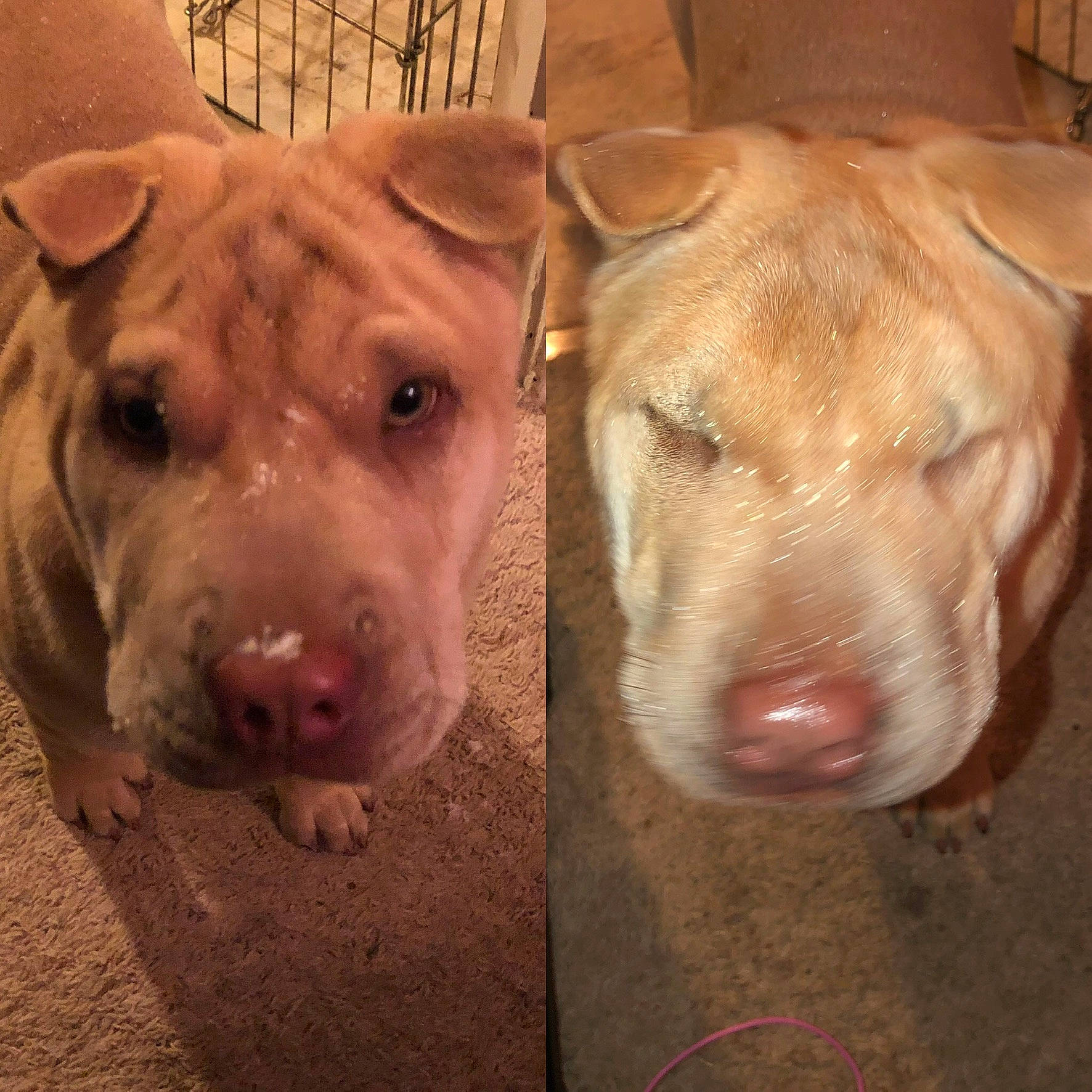 Violet joined the competition — help win amazing prizes! american_pit_bull_terrier, american_staffordshire_terrier, bull_and_terrier, canidae, carnivore, dog, dog_breed, fawn, mammal, non_sporting_group, nose, pit_bull, snout, vertebrate, whiskers