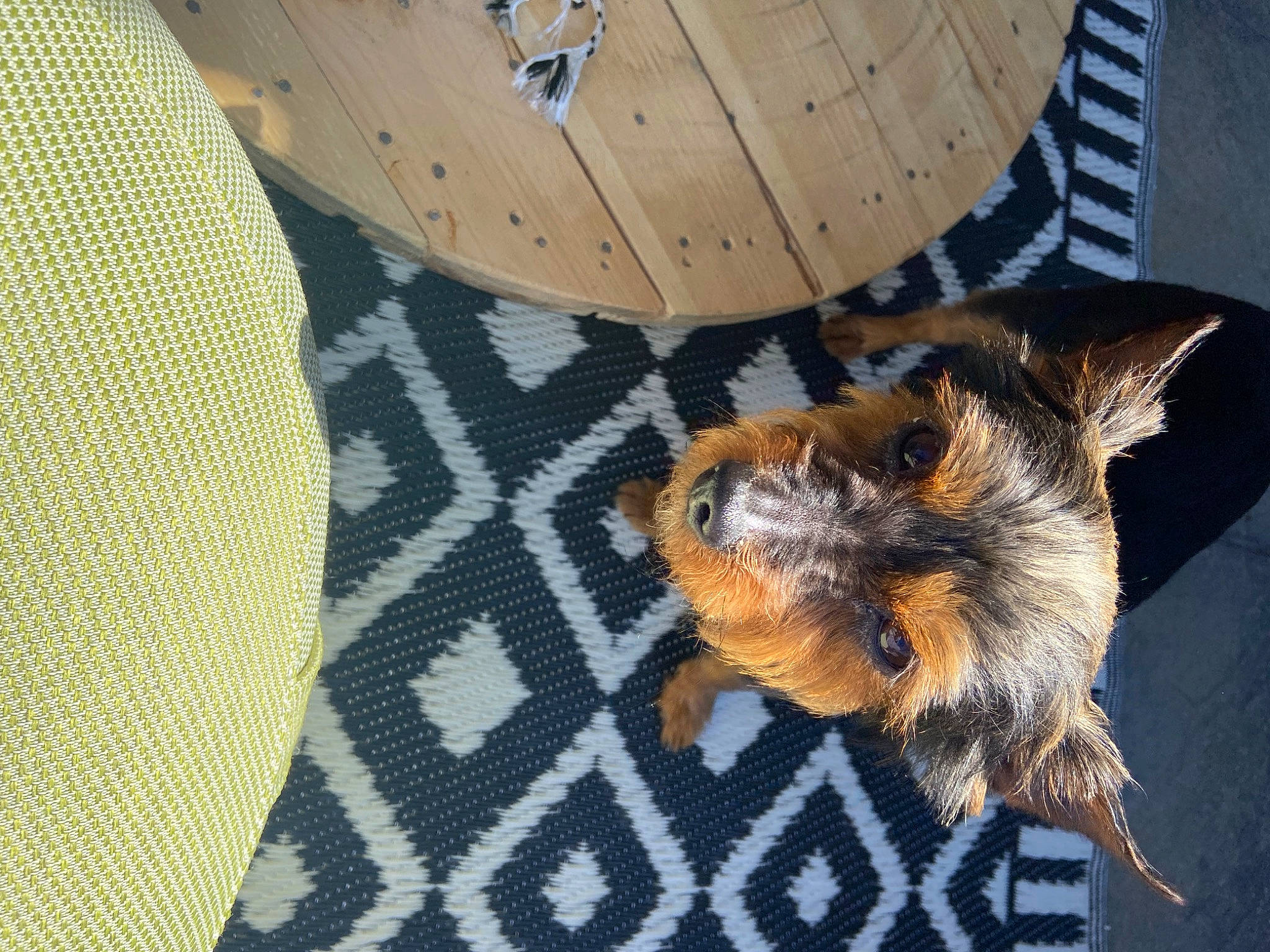 Misty participe au concours pour gagner de l'argent avec cette photo : arthropod, bat, claw, dog_breed, fawn, felidae, flooring, fur, hardwood, honeybee, insect, membrane_winged_insect, pattern, pest, pollinator, small_to_medium_sized_cats, tail, terrestrial_animal, whiskers, wood