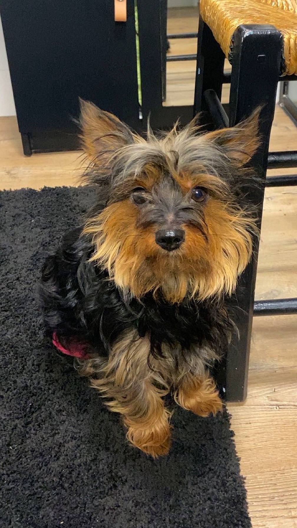 Misty participe au concours pour gagner de l'argent avec cette photo : biewer_terrier, canidae, carnivore, companion_dog, dog, dog_breed, dog_supply, flooring, fur, liver, puppy, road_surface, small_terrier, snout, sporting_group, terrier, toy_dog, working_animal, working_dog, yorkipoo