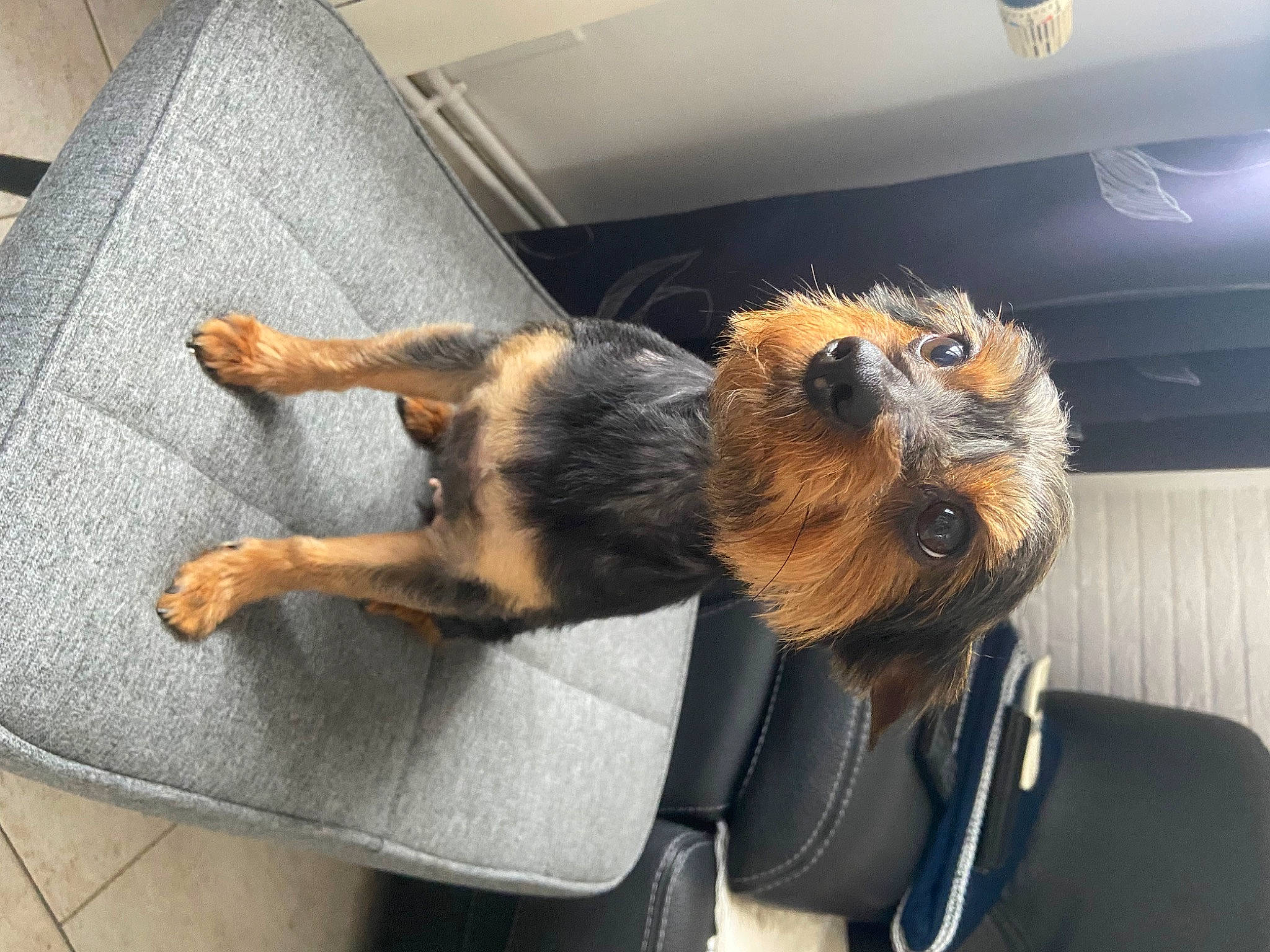 Misty a rejoint le concours — aidez-le/la à gagner de superbes lots ! canidae, carnivore, claw, comfort, companion_dog, dog, dog_breed, fawn, flooring, foot, fur, metal, paw, personal_luxury_car, snout, sporting_group, tail, toy_dog, whiskers, windshield