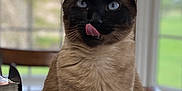 Charlotte is registered to the contest to win money with this photo: cat, siamese_cat, feline, indoor, table, wooden_surface, tongue_out, blue_eyes, pet, animal, sitting, blurred_background, window, natural_light, domestic_cat, cute, whiskers, fur, playful, house