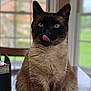 cat, siamese_cat, feline, indoor, table, wooden_surface, tongue_out, blue_eyes, pet, animal, sitting, blurred_background, window, natural_light, domestic_cat, cute, whiskers, fur, playful, house