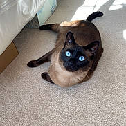 Charlotte is registered to the contest to win money with this photo: cat, siamese_cat, blue_eyes, carpet, indoor, sunlight, bed, furniture, pet, animal, relaxing, cozy, home, box, floor, shadow, resting, mammal, cute, domestic