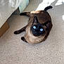 cat, siamese_cat, blue_eyes, carpet, indoor, sunlight, bed, furniture, pet, animal, relaxing, cozy, home, box, floor, shadow, resting, mammal, cute, domestic
