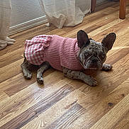 Diamond joined the competition — help win amazing prizes! dog, french_bulldog, pink_dress, indoor, wooden_floor, curtains, pet, animal, fashion, clothing, laying_down, looking_at_camera, ears, cute, domestic, flooring, light, window, home, portrait