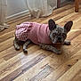 dog, french_bulldog, pink_dress, indoor, wooden_floor, curtains, pet, animal, fashion, clothing, laying_down, looking_at_camera, ears, cute, domestic, flooring, light, window, home, portrait