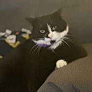 Rainbows is registered to the contest to win money with this photo: animal, black_and_white, blurred, cat, couch, cozy, cute, domestic, face, feline, fur, furniture, household, indoor, mammal, paw, pet, relaxing, resting, whiskers