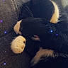 animal, black_and_white, cat, closeup, comfort, couch, cozy, cute, feline, fur, indoor, nap, paw, pet, relaxed, resting, sleeping, soft, sparkles, whiskers