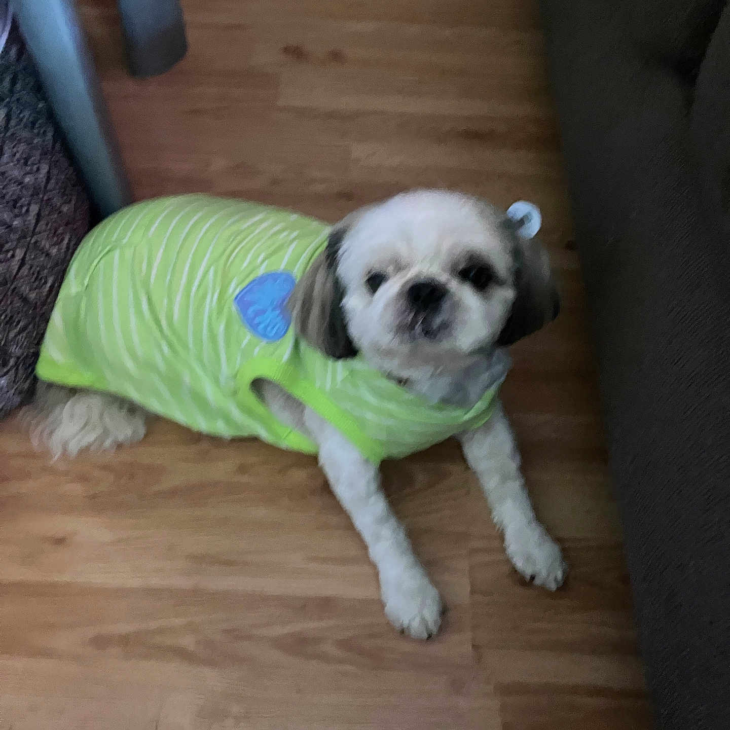 Olivia joined the competition — help win amazing prizes! animal, blurry, brown_floor, chair_leg, companion, couch, cute, dog, domestic, fur, furniture, green_shirt, indoor, indoor_lighting, looking_up, lying_down, pet, small_dog, striped_clothing, wooden_floor