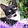 Minou