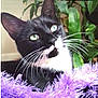 black_and_white, cat, closeup, cozy, curious, cute, domestic_animal, feline, fluffy, fur, green_eyes, houseplants, indoor, mammal, pet, portrait, purple_blanket, relaxed, whiskers