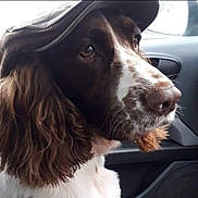 Billy is registered to the contest to win money with this photo: dog, brown_fur, white_fur, hat, car, close_up, pet, animal, canine, window, side_view, long_ears, indoors, seat, portrait, looking_away, fur, nose, whiskers, companion