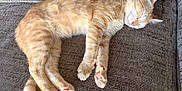 Bugsy joined the competition — help win amazing prizes! cat, orange_tabby, sleeping, couch, furniture, pet, animal, relaxation, indoor, cozy, paw, fur, whiskers, cute, rest, nap, soft, domestic_cat, mammal, peaceful
